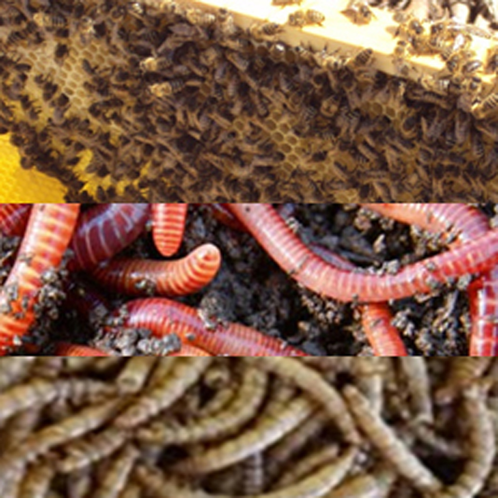 insecten3 Insecten3